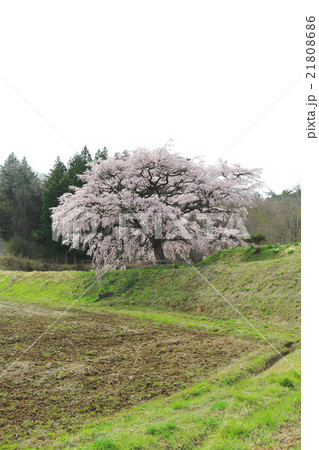 芳水の桜～2016春 21808686