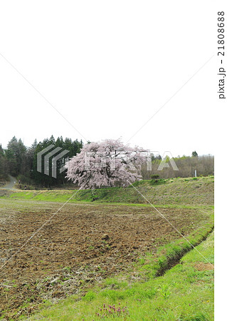 芳水の桜~2016春 芳水の桜~2016春 21808688