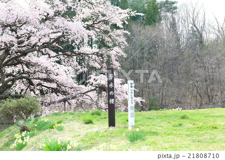 芳水の桜～2016春 21808710