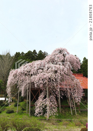 慈徳寺の種まき桜～2016春 21808763
