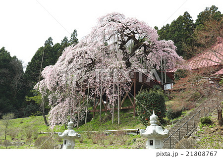 慈徳寺の種まき桜~2016春 慈徳寺の種まき桜~2016春 21808767