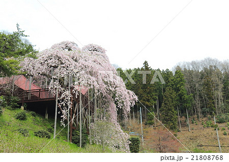 慈徳寺の種まき桜~2016春 慈徳寺の種まき桜~2016春 21808768