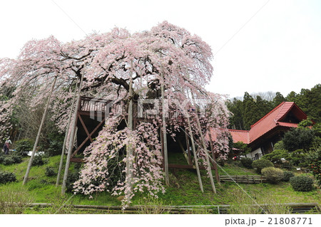 慈徳寺の種まき桜～2016春 21808771
