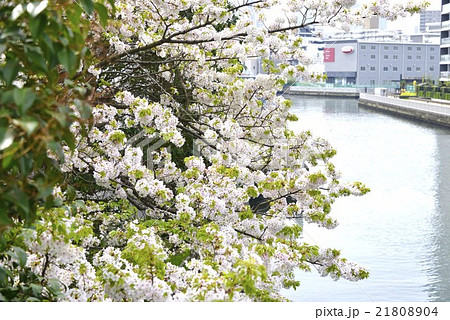 桜が咲く風景 21808904