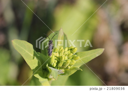 スギナハバチ03 スギナハバチ03 21809036