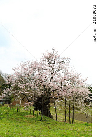 長沢のサクラ～2016春 21809083