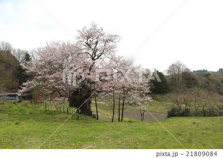 長沢のサクラ～2016春 21809084