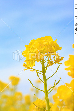 青空に浮かぶ菜の花 青空に浮かぶ菜の花 21809174
