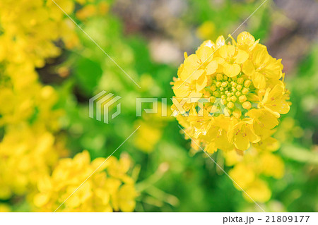 咲き誇る菜の花 21809177