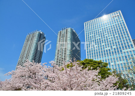 浜離宮恩賜庭園から見た桜と高層ビル（汐留） 21809245