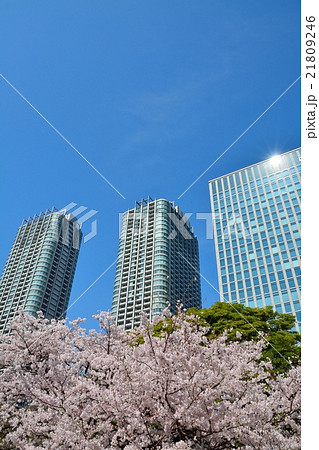 浜離宮恩賜庭園から見た桜と高層ビル（汐留） 21809246