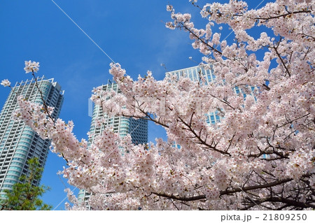 浜離宮恩賜庭園から見た桜と高層ビル（汐留） 21809250