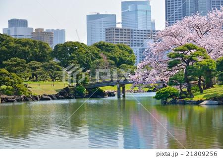 浜離宮恩賜庭園から見た桜と高層ビル 汐留 の写真素材