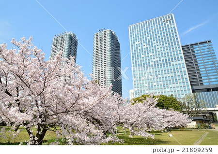 浜離宮恩賜庭園から見た桜と高層ビル 汐留 の写真素材