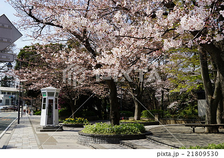 3月都市風景1172桜と元町公園 21809530