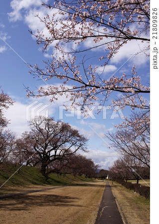 光明寺公園　桜 21809826