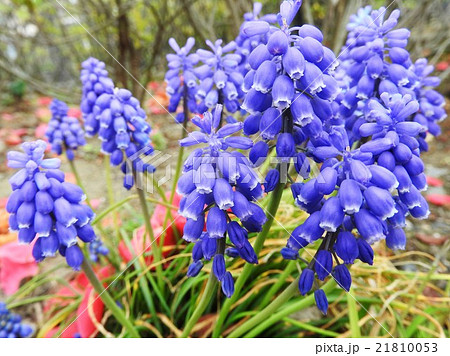 ムスカリは鮮やかな青紫色の花が 春の花壇を彩り チューリップなどほかの花を引き立てる の写真素材