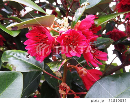 シャクナゲモドキは春先にローズピンク、赤のデージー型の花を咲かせ、とても印象的な花木です。 21810055