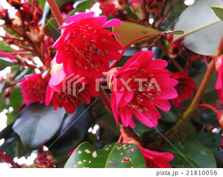 シャクナゲモドキは春先にローズピンク、赤のデージー型の花を咲かせ、とても印象的な花木です。 シャクナゲモドキは春先にローズピンク、赤のデージー型の花を咲かせ、とても印象的な花木です。 21810056