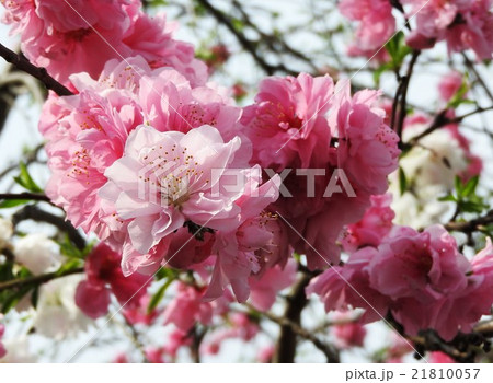 花桃は観賞用に改良された桃で よく庭木に利用される 赤白ピンクの三色に咲き分ける魅力的な花 の写真素材