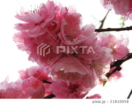 花桃は観賞用に改良された桃で よく庭木に利用される 赤白ピンクの三色に咲き分ける魅力的な花 の写真素材