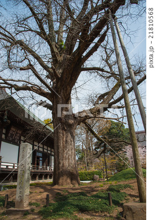 東京散歩、世田谷区、奥沢九品仏浄真寺 21810568