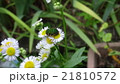 ひめじょうおんとカナブン 21810572
