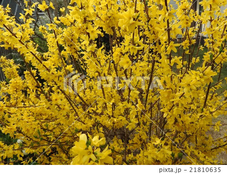 花海棠は海外から来た梨という意で、中国では古く牡丹と並び称されて人気の高い花であった。 21810635