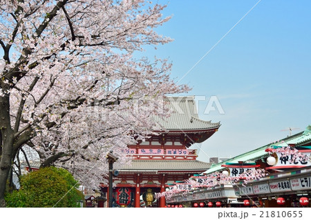 浅草の浅草寺宝蔵門と満開の桜 21810655