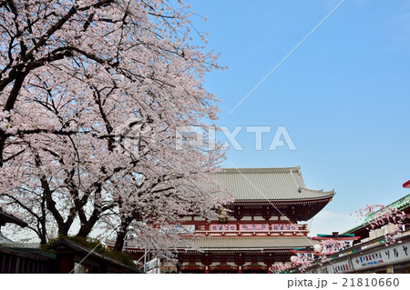浅草の浅草寺宝蔵門と満開の桜 21810660