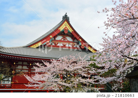 浅草の浅草寺と満開の桜 21810663