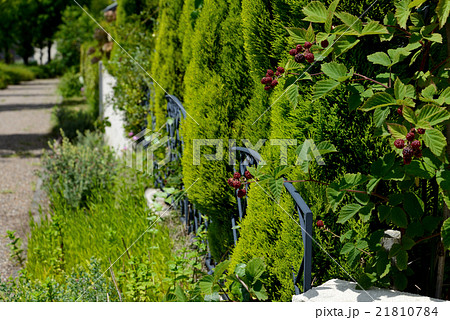 みどりの舗道 21810784