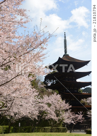 瑠璃光寺　桜 21810794