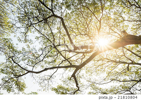 Sun shining through the branches of a tree Sun shining through the branches of a tree 21810804