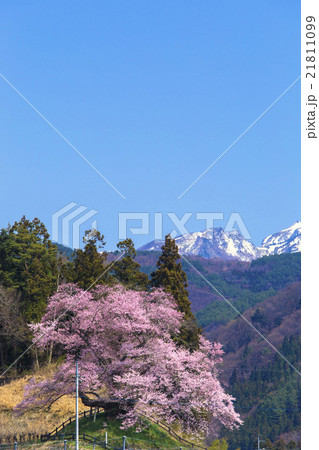 雪山と苗代桜(縦) 雪山と苗代桜(縦) 21811099
