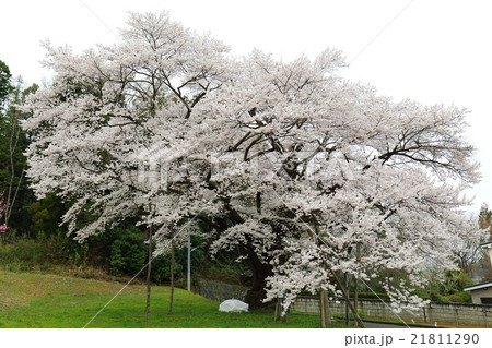 弥明のサクラ~2016春 弥明のサクラ~2016春 21811290