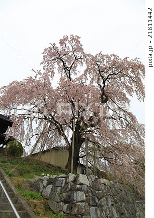 長興寺のしだれ桜～2016春 21811442