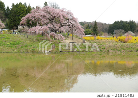 中島の地蔵桜~2016春 中島の地蔵桜~2016春 21811482