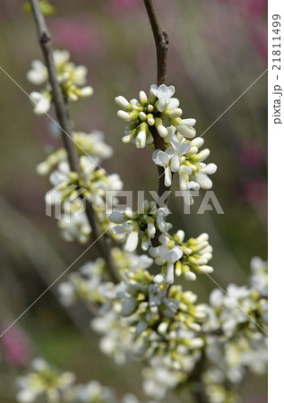 シロバナハナズオウ(白花花蘇芳) シロバナハナズオウ(白花花蘇芳) 21811499
