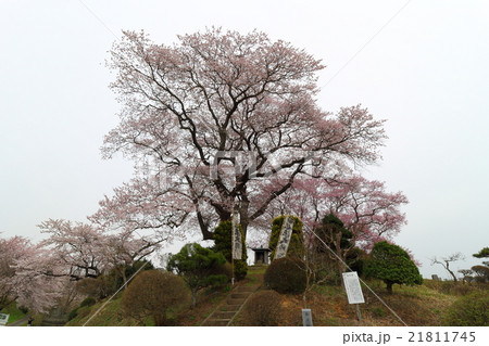 弘法桜~2016春 弘法桜~2016春 21811745