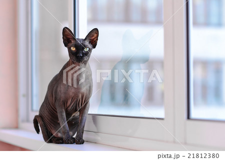 Sphynx skinny cat sitting on a windowsill 21812380