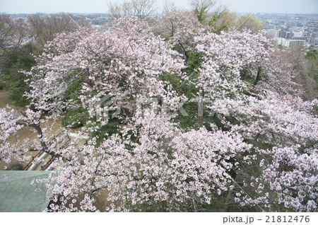 枡形山から望む満開のサクラ 21812476