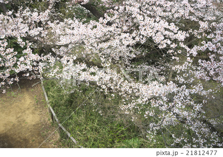 枡形山から望む満開のサクラ 枡形山から望む満開のサクラ 21812477
