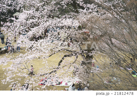 枡形山から望む満開のサクラ 21812478