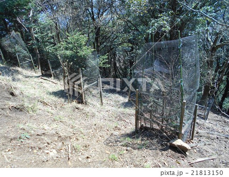 植林したら防獣ネットが必須です 21813150