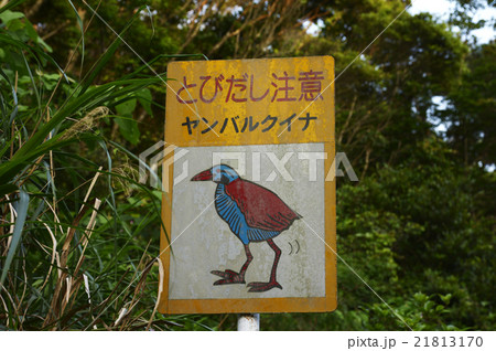 ヤンバルクイナ　山原水鶏　Gallirallus okinawae　やんばる　国頭村　沖縄　日本　 21813170