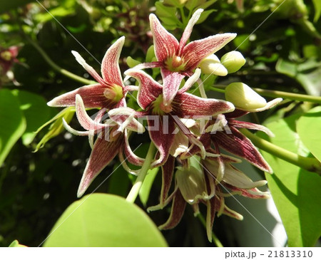 日本ではムベは伝統的に果樹として重んじられ、その果実は宮中に献上する習慣もあった。 21813310