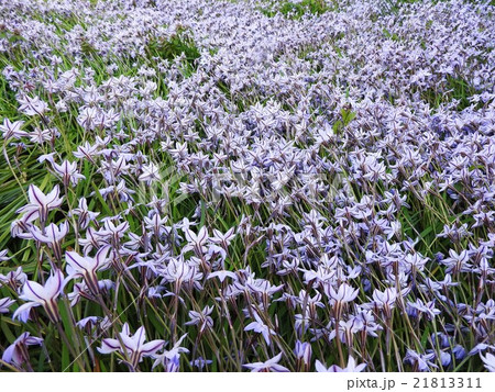 ハナニラは明治時代に観賞用に持ち込まれた 花の色は淡青色や白で可憐な星形の花を咲かせる の写真素材