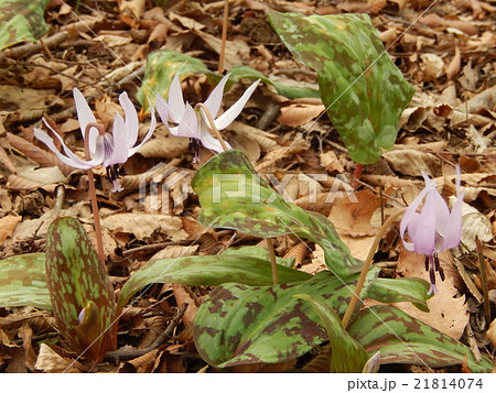 カタクリ－清水山憩いの森 21814074