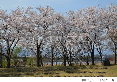 泉縄文公園の桜 21814110